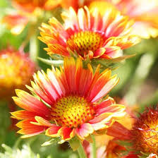 26 Amazing Perennial Varieties For Your Garden Best Perennials Flowers Perennials Planting Flowers