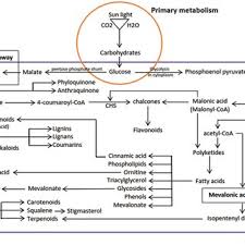 Cell, tissue or organ by growing them on artificial. Pdf Engineering Of Secondary Metabolites In Tissue And Cell Culture Of Medicinal Plants An Alternative To Produce Beneficial Compounds Using Bioreactor Technologies