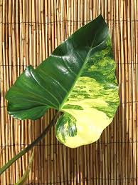 Philodendron Domesticum Variegatum Plant In 2x2x7 Pot Philodendron Plants Plant Leaves