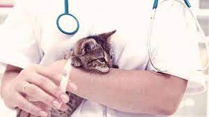 We did not find results for: Reasonable Pet Vaccination Costs Petcarerx
