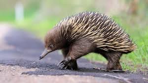 Pin By Fred Das On V Me Gusta Echidna Cute Animal Quotes Cute Animals With Funny Captions