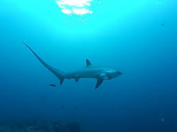 Image result for big eyed thresher shark species