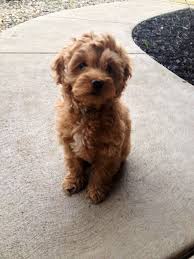 For what it's worth, they are one of the oldest cockapoo breeders in iowa that we could find. Cockapoo Puppy About 2 Months Old Cockapoopuppy Cockapoo Yorkshire Terrier Puppies Yorkshire Terrier Cute Dog Pictures