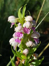 Image result for Brachycorythis buchananii