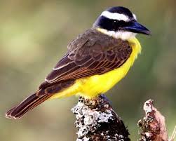 Next 780 Bird Names In Kannada Whatiscalled Com Bird Flycatcher Beautiful Birds