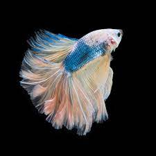 Should You Keep Your Betta In The Dark Betta Fish Tank Betta Fish Betta
