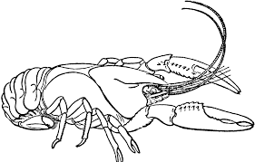 Crawfish Drawing Clipart Best Coloring Home Drawingnow offers a step by step drawing tutorials for kids, beginners and advanced artists. crawfish drawing clipart best
