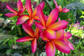 Image result for Plumeria rubra