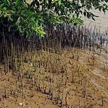 Image result for Avicenniaceae