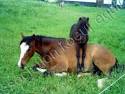 Adoptions - Association CHEVAL