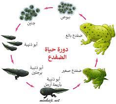 دورة حياة الحيوانات character mario characters fictional characters