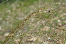 Image result for Aristida meridionalis
