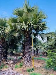 Image result for Borassus