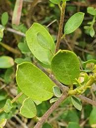 Image result for Cadaba farinosa