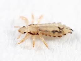 When full grown, the lice will appear as dark sesame seeds. Head Lice Causes Symptoms And Treatments