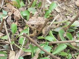 We did not find results for: Garden Column Of Tulips And Toads Westside News Inc