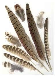 Natural Appeal The Striking Display Of Patterned Pheasant Feathers Pheasant Feathers Feather Identification Pheasant
