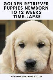 Golden Retriever Puppies Newborn To 12 Weeks Time Lapse Video Goldenretrieverpuppy Golden Retriever Retriever Puppies