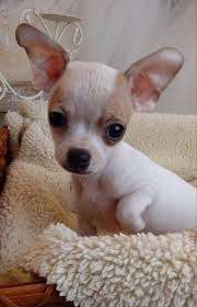 Get healthy pups from responsible and professional breeders at puppyspot. Chihuahua Male Puppy In Wayland Michigan Hoobly Classifieds Puppies Chihuahua Pets