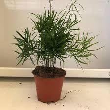 Image result for Asparagus falcatus