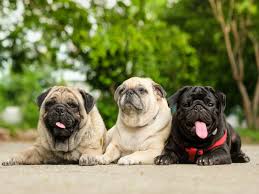 The easy way to cook dinner from scratch 8 Popular Dog Breeds In India
