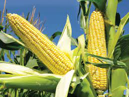 Information and translations of maize in the most comprehensive dictionary definitions resource on the web. Corn History Cultivation Uses Description Britannica