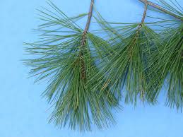 Maybe you would like to learn more about one of these? Eastern White Pine Trees Of Manitoba Inaturalist