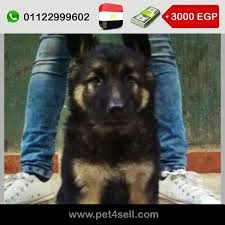 مصر الأسكندرية جرو جيرمن كسحة وش مفحم لعبى جدا Pet4sell Dogs Animals