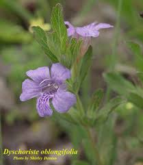 Image result for Dyschoriste radicans