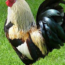 We did not find results for: Amazon Com Rooster Wallpaper Hd Wallpapers Of Roosters Appstore For Android