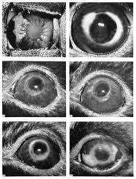 Link kaka gak punya akhlak!подробнее. Https Www Sciencedirect Com Science Article Pii S0014483563800421 Pdf Md5 Ff827a8301a527b1e95857f3a29e4c0c Pid 1 S2 0 S0014483563800421 Main Pdf