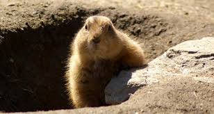 How to trap a groundhog lethally. Groundhog Bait How To Trap A Groundhog Or Woodchuck