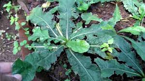 Image result for Elephantopus scaber