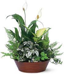Maybe you would like to learn more about one of these? Watson Flower Shops W Main St Mesa Az 85201
