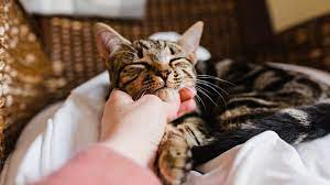 Cats And Babies Safety And Establishing Harmony
