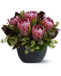 Image result for Protea enervis