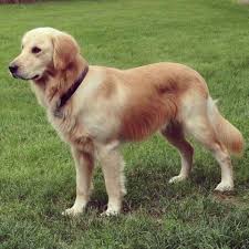 The price can go lower or higher depending on the offer of the breeder. Akc Golden Retriever Puppies For Sale In Roscoe Illinois Classified Americanlisted Com