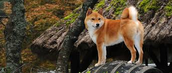He can outrun and outdodge any human. Shiba Inu All About Dogs Orvis