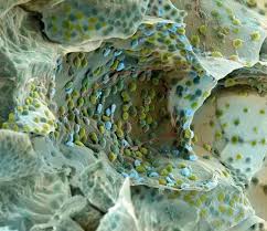 Here's a diagram of a plant cell: Electron Microscopy Ikelos