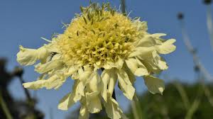 Image result for Cephalaria
