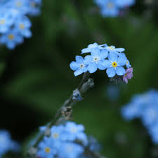 Ruck Towson Funeral Home Memorials and Obituaries