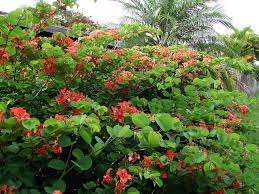 Image result for Galpinia