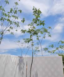 アオダモ 販売 植木買うならグリーンロケット