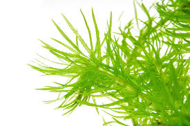 Image result for Najas