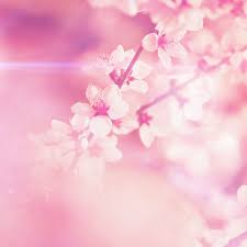 Best Pink Ipad Wallpapers Free Hd