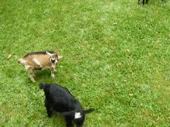 Best Jumping Goats Gifs Gfycat