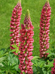 The species has both benefits and problems for. Lupine Edelknabe Rot Staudenpflanzen Fur Sonnige Standorte Gartenversandhaus De
