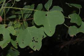 Image result for Adenia rumicifolia