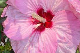 Fundraiser by Terri McIsaac : Support Chrystal Alise McDowell's Surgery,  Rich's Daughter