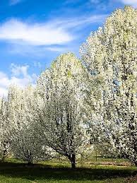 Check spelling or type a new query. Cleveland Pear Tree Guide The Tree Center